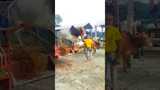 qurbani gorur haat funny videos [upl. by Mechelle877]