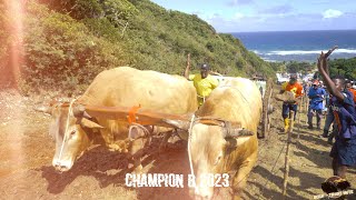 FESTIVAL DES BOEUFSTIRANTS 2023  ANSE MAURICE  PETIT CANAL  Final  Catégorie B [upl. by Darnall]