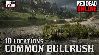 Common Bulrush Locations Red Dead Online RDR2 [upl. by Hansel720]