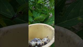 harvesting quail eggs in the mini aviary [upl. by Eenel]