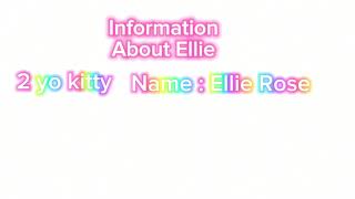 Meet Ellie Rose 🌹 🐱 [upl. by Eeramit560]