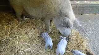 Apró mangalica malacok a Budakeszi Vadasparkban [upl. by Sukey642]