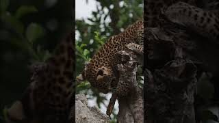 Leopard Cub Playing [upl. by Enniroc926]