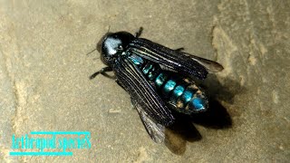 Insect Species  Metallic Woodboring Beetles  Jewel Beetles Strigoptera bimaculata  Species 2 [upl. by Aennaej]