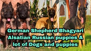 German Shepherd Russian puppies Bhagyari Alsatian Dogs and puppies 03139393944 [upl. by Marchak165]