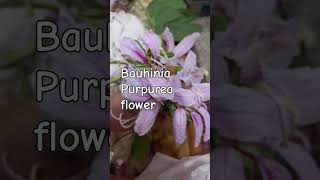 Bauhinia Purpurea floweryoutubeshorts viralvideo trending nature flowers plzsubscribemy [upl. by Aisercal539]