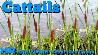 CATTAILS  Typha punks  Burn it as a bug repellent [upl. by Krystin]