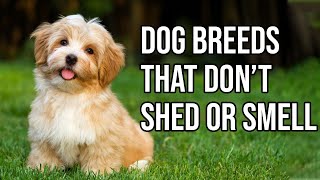 Top 10 Dog Breeds That Dont shed or smell  Small Dog Breeds That Dont Shed [upl. by Airtal]