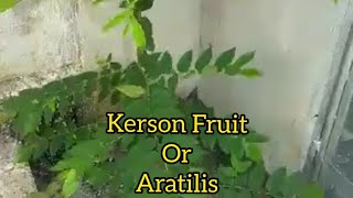 KERSON FRUIT  ARATILIS [upl. by Kathye]