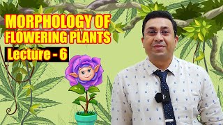 Morphology of Flowering Plants l lecture 6 l Biology l NEET [upl. by Costin]