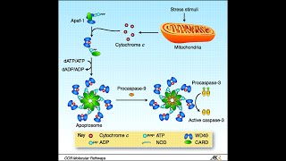 Apoptosis Pathway Intrinsic Pathway Part 2 Apaf1 Apoptosomes and activation of caspases [upl. by Ayidah162]