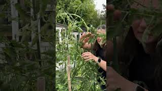 How to Stake and Prune Tomatoes garden canadiangardening gardeningplants [upl. by Elletnahs418]