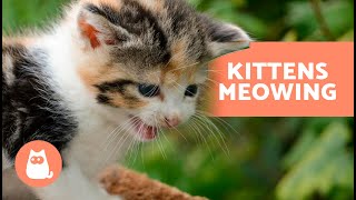 Best KITTENS MEOWING Compilation 🐱 Kittens Meowing Loud [upl. by Eirffej]