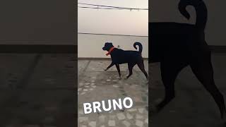 BRUNO🐶 THE BORADOR❤️ doglover animals pets morning [upl. by Margette]