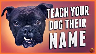 How to Teach Your Dog Their Name Even Change a New Dog’s Name [upl. by Perri]