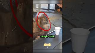 Monkeys Priceless Reaction to Magic Trick at the Zoo 🐵✨ You Won’t Believe This Shorts [upl. by Boff]