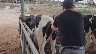 Artificial Insemination in cows [upl. by Ytsur]