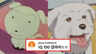 흰둥이 근황 당신이 몰랐던 12가지 사실 [upl. by Revkah13]