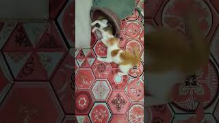 Oyen vs Calico 😹😹 kucinglucu catshorts oyenbarbar cutecat catlover [upl. by Grieve]