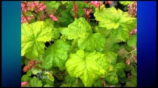 Plant Pick  Heuchera Little cutie Sweet Tart [upl. by Hewe57]