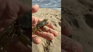 Petit vlog à la plage 🦀 nature wild wildlife humour vlog exploration [upl. by Buller472]