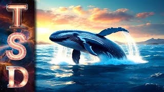 Palo Alto Networks Whales Bet Big as Earnings Report Approaches 🐳💼 [upl. by Nahtaneoj867]