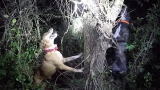 Couple of Mountain Curs treeing a big coon [upl. by Danaher]