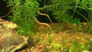 African freshwater pipefish with dance moves [upl. by Arlie]