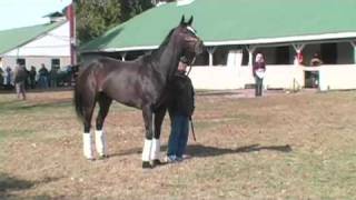 Zenyatta arrives at Churchill Downs for Breeders Cup 2010 [upl. by Nnylrats]