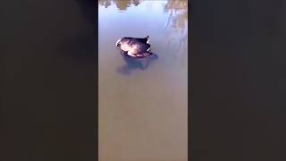 I found a frog biting a duck sorts shorts youtubeshorts [upl. by Imnubulo271]