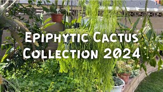 Epiphytic Cacti Rhipsalis etc [upl. by Keyser845]