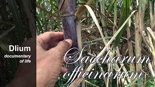 Sugarcane Saccharum officinarum  part 1 [upl. by Akemor570]