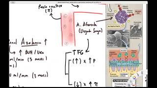 Intro Fisiología renal TFG y presión oncótica [upl. by Ailin]