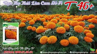 VẠN THỌ T46 CAM ĐỎ BÔNG TO  CỔ LÙN [upl. by Copland]