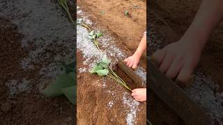 High Yielding Sweet Potato 🍠 🍠 Planting  Sweet Potato Farming shorts youtubeshorts [upl. by Steinman]