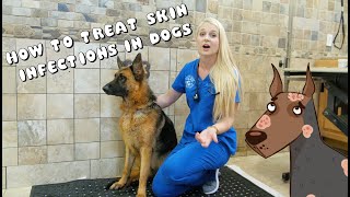 How to Treat Skin Infections in Dogs  Pyoderma [upl. by Letnohs]