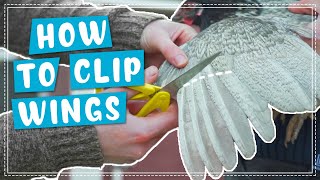 How to Clip Chicken Wings Properly and Safely [upl. by Frederick]