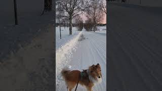 Shelties love the winter ❄️ [upl. by Kora]