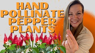 HandPollinate Your Peppers In Minutes And Prevent Flower Drop [upl. by Ifar]