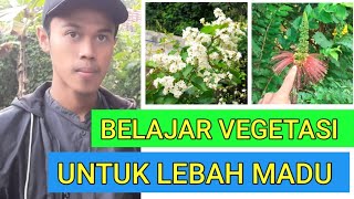 Belajar vegetasi yg bagus untuk lebah maduvegetation for honey bees [upl. by Reema806]