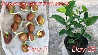 How to grow jackfruit from seeds  how to grow jackfruit in pot [upl. by Federica]