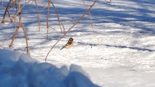 Чечётки Common redpoll [upl. by Bixler]