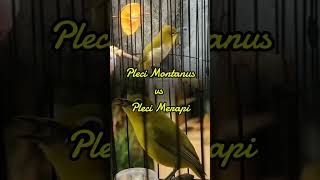 Pleci montanus vz Pleci merapi birds burungmerdu birdslover kicaumania [upl. by Mahseh]