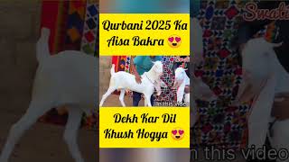 Qurbani 2025 Ka Aisa Bakra Dekh Kar Dil Khush Hogya 😍 shortsfeed [upl. by Bayer]