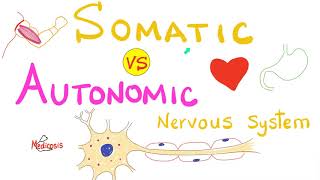 Somatic vs Autonomic Nervous System  Physiology [upl. by Hertzog]