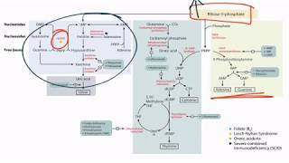 Purines amp Pyrimidines for the USMLE Step 1 [upl. by Holub]