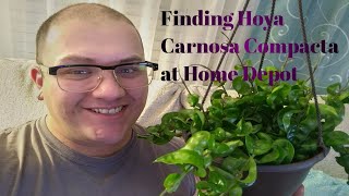 Plant Shopping  Finding Hoya Carnosa Compacta at Home Depot [upl. by Harned]