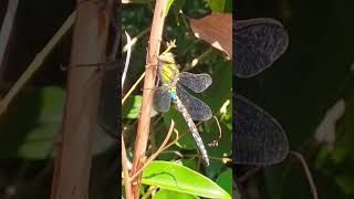 Libellule 🩵 Aeschne Bleue Aeshna Cyanea libellule insectes nature dragonfly shorts [upl. by Neerbas]