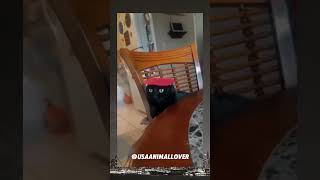 Be careful they do understand u viralvideo cat trending funny usa cute animalwelfare pets [upl. by Ovida]