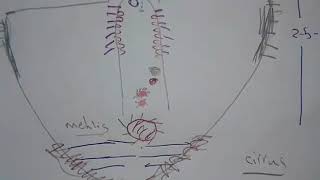 Fasciola hepatica and F Gigantica [upl. by Giulio952]